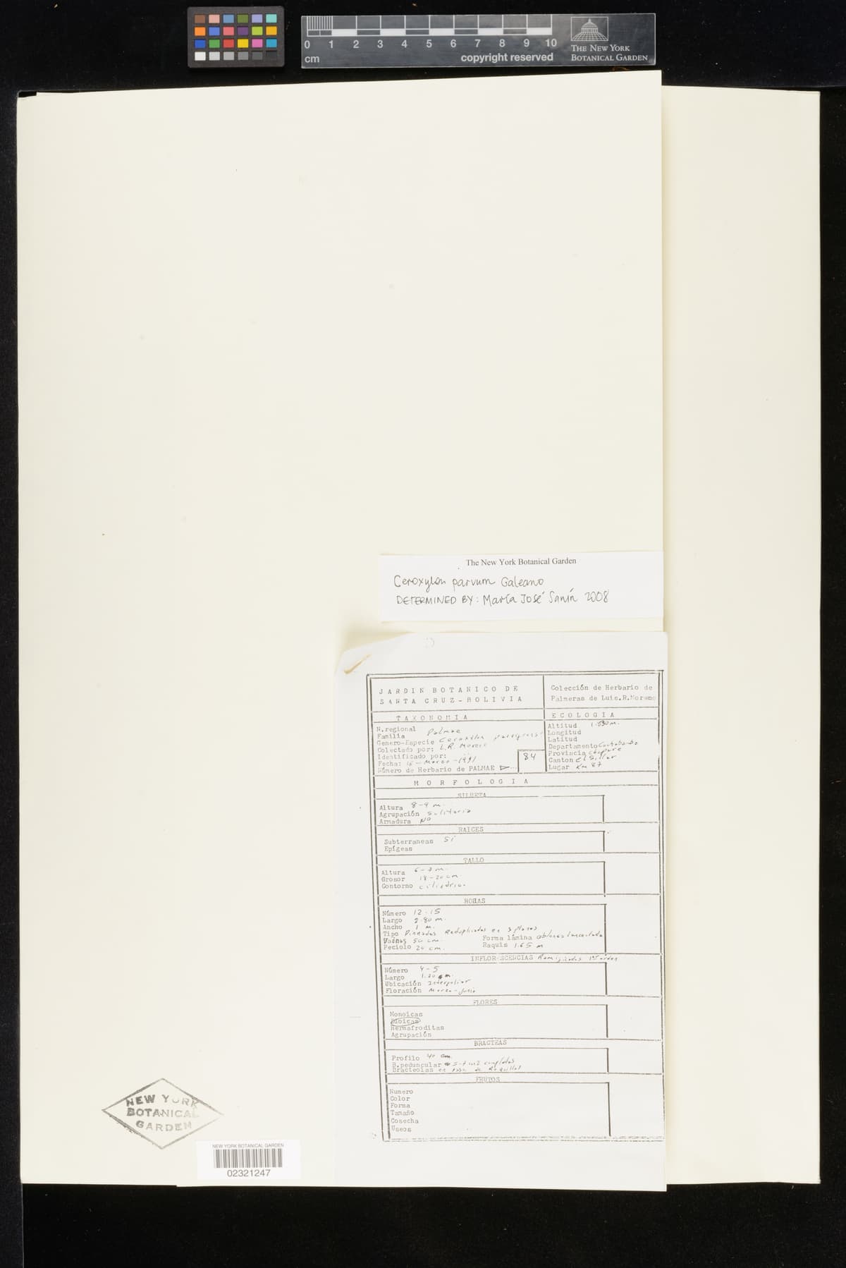 Botanical specimen of Ceroxylon Parvum.