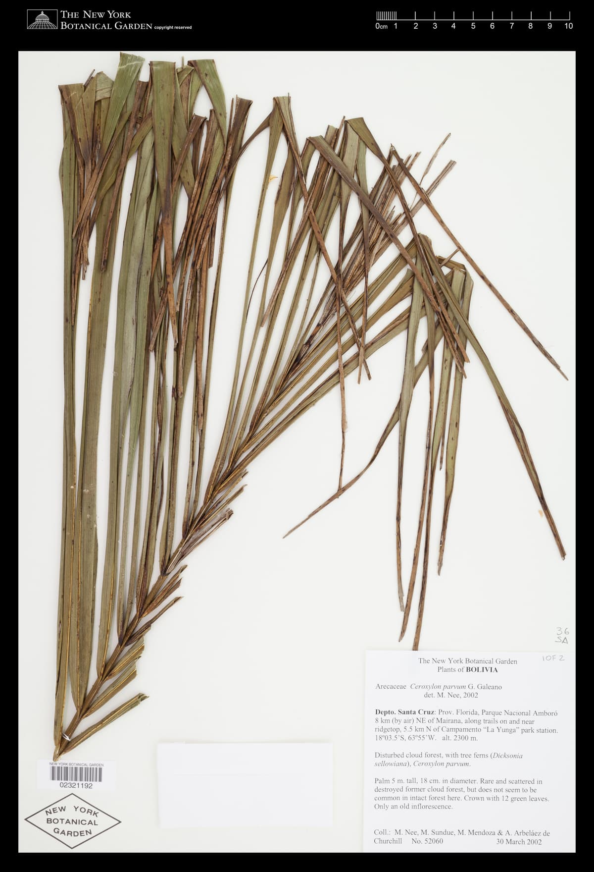 Botanical specimen of Ceroxylon Parvum.