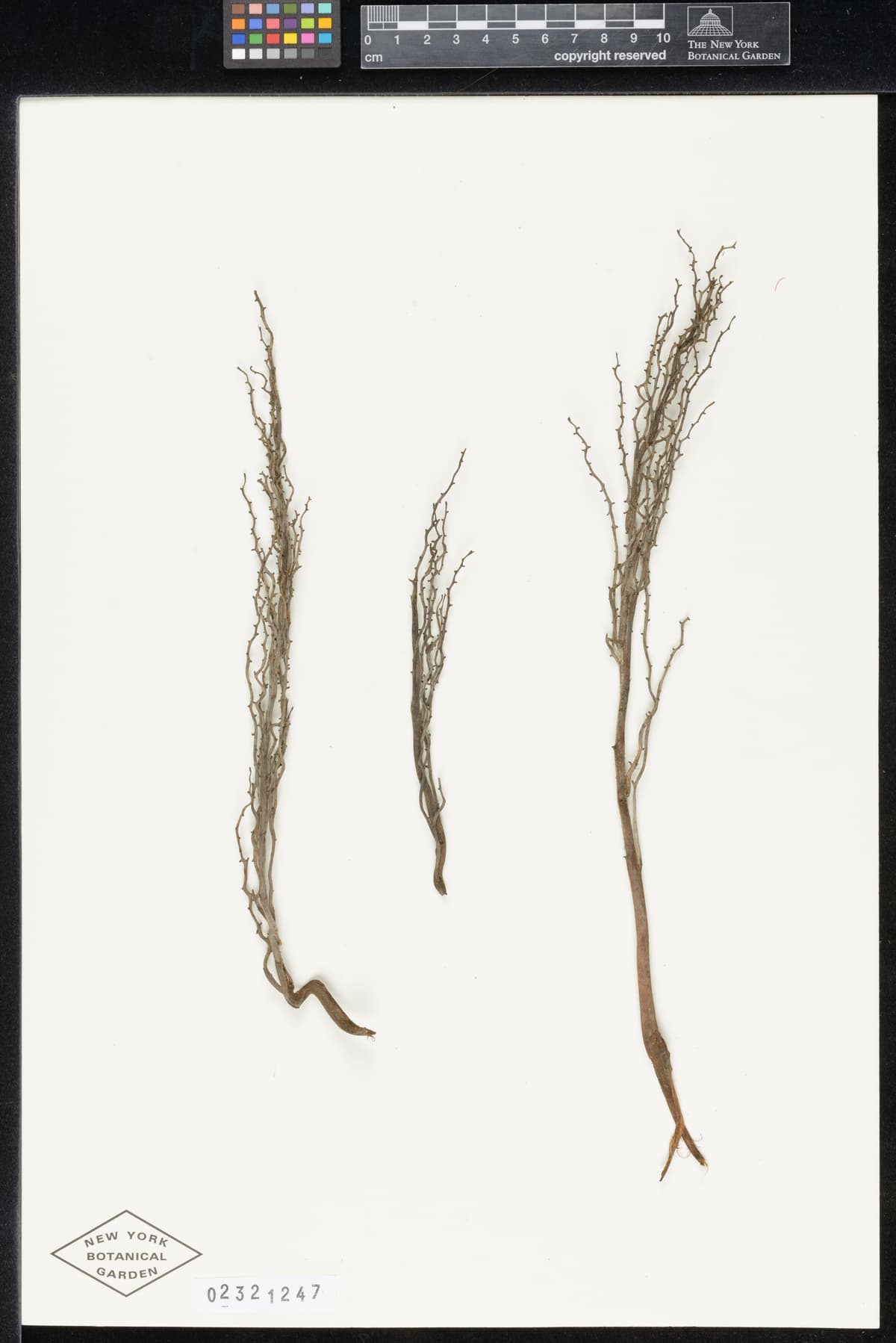 Botanical specimen of Ceroxylon Parvum.