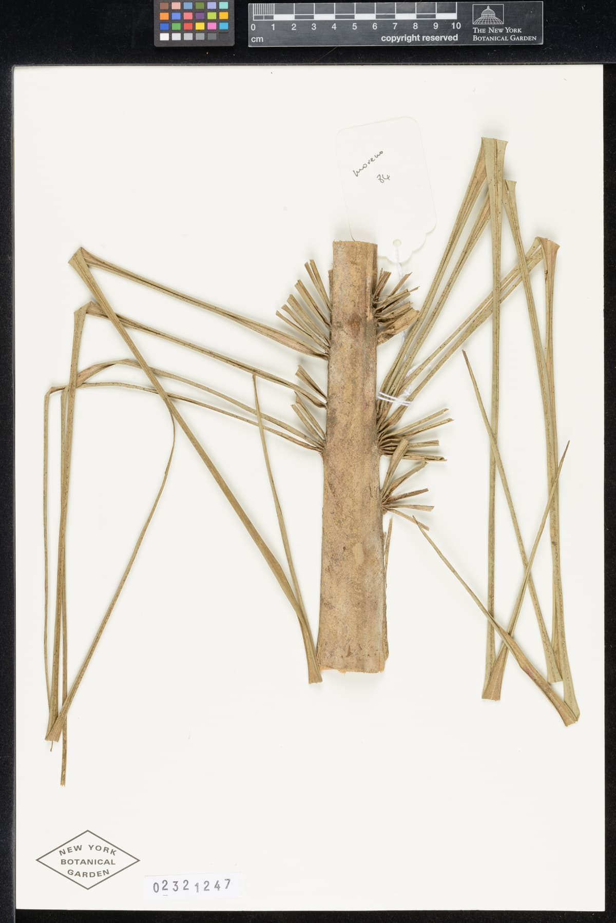 Botanical specimen of Ceroxylon Parvum.