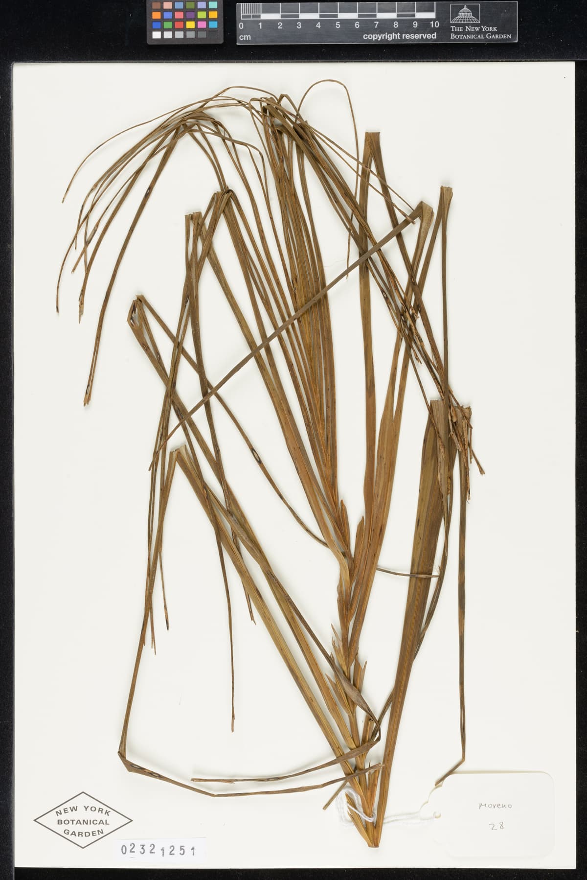 Botanical specimen of Ceroxylon Parvum.