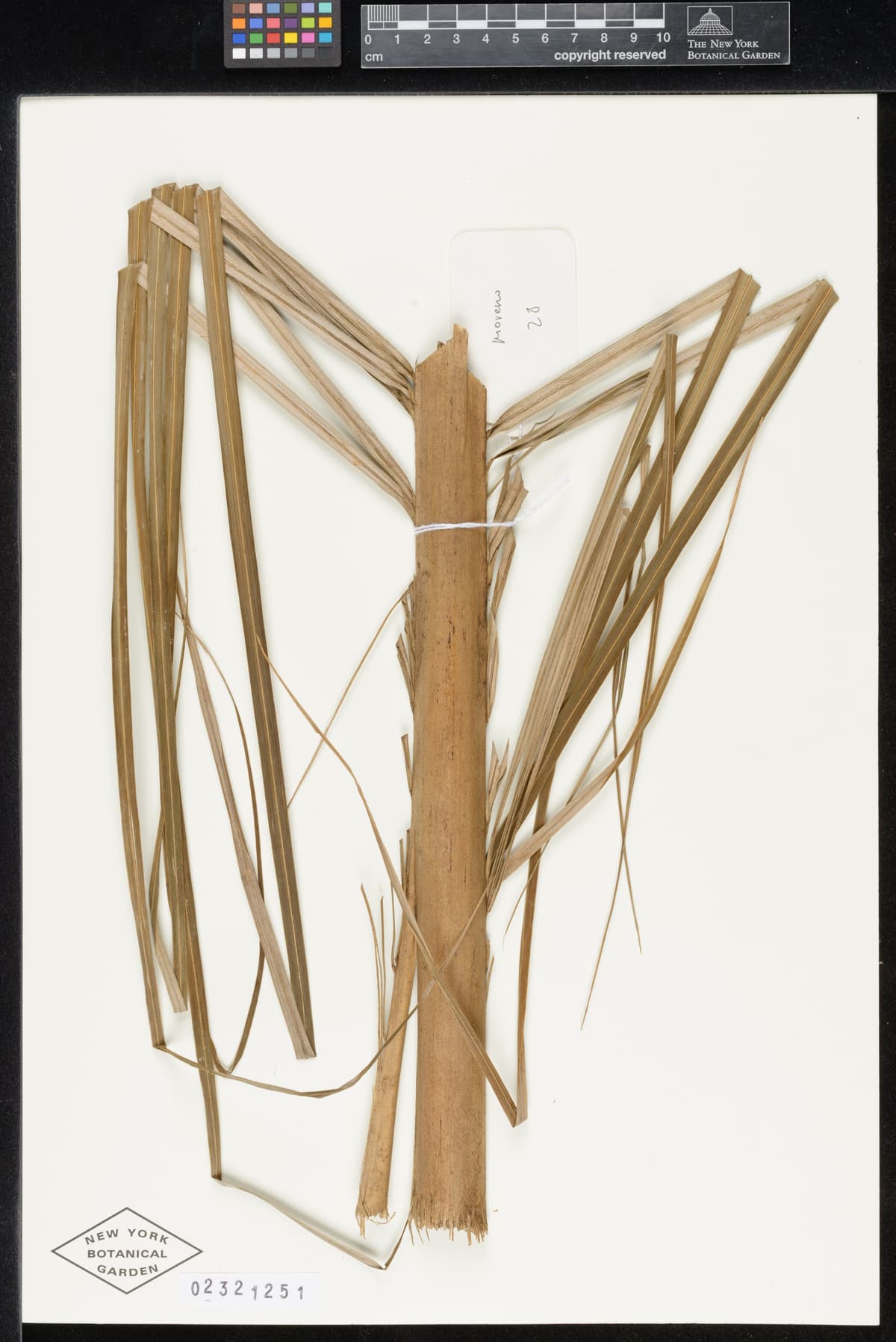 Botanical specimen of Ceroxylon Parvum.