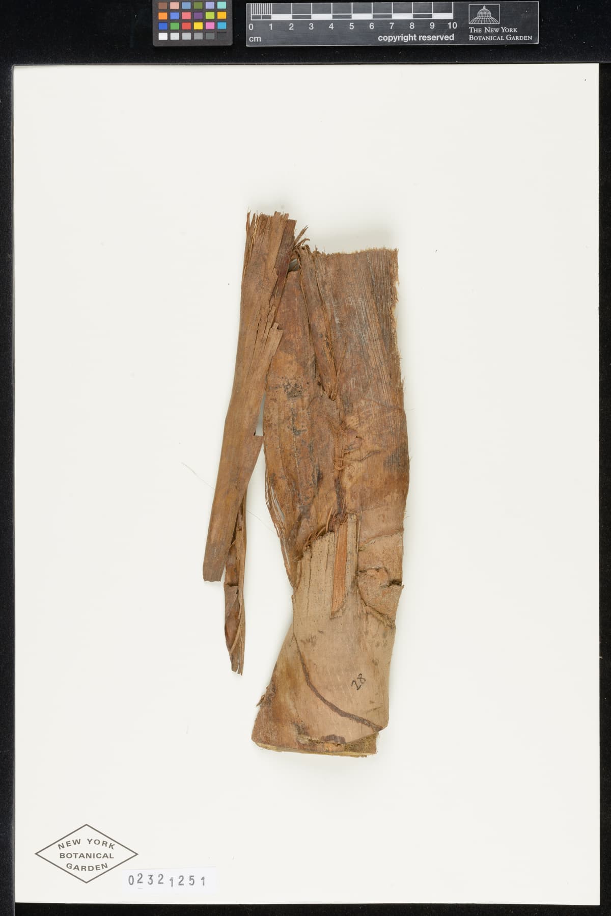 Botanical specimen of Ceroxylon Parvum.