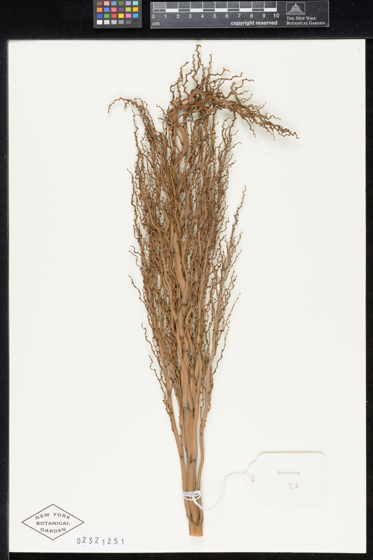 Botanical specimen of Ceroxylon Parvum.