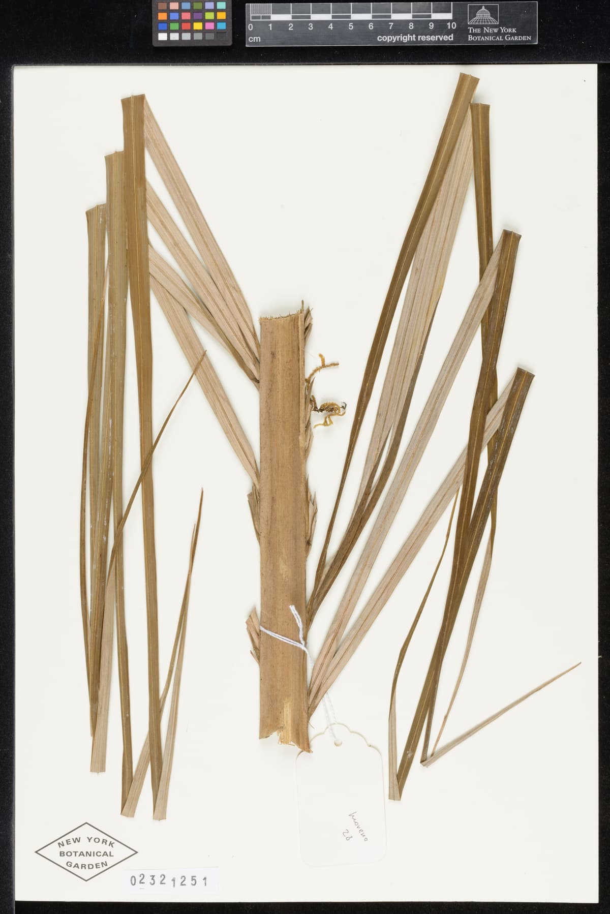 Botanical specimen of Ceroxylon Parvum.