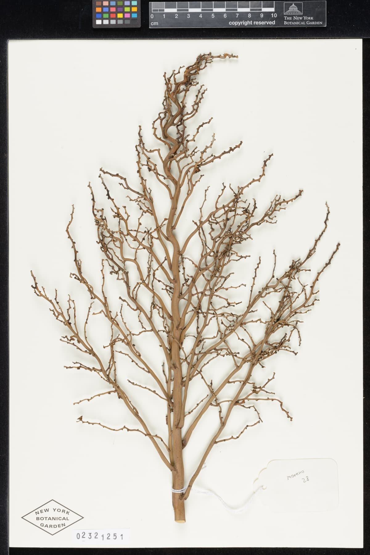 Botanical specimen of Ceroxylon Parvum.