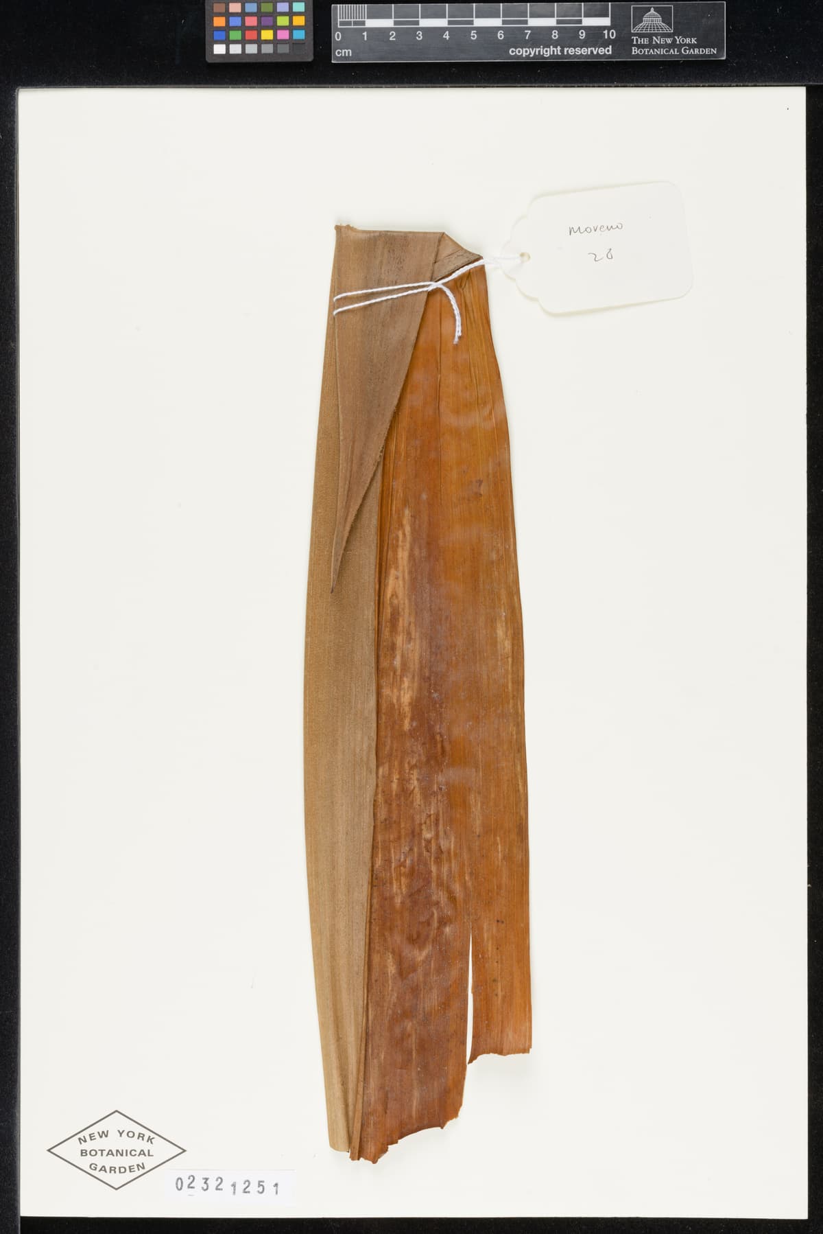 Botanical specimen of Ceroxylon Parvum.