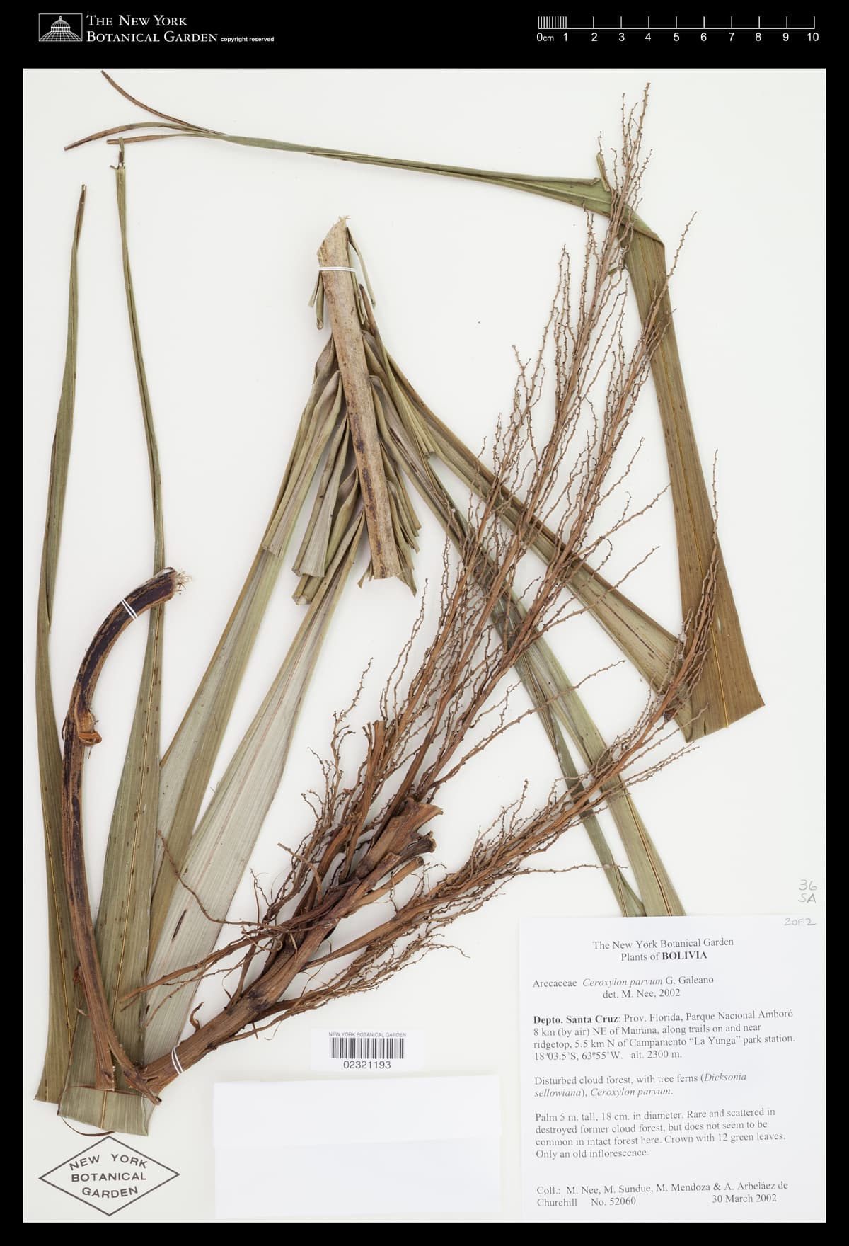 Botanical specimen of Ceroxylon Parvum.