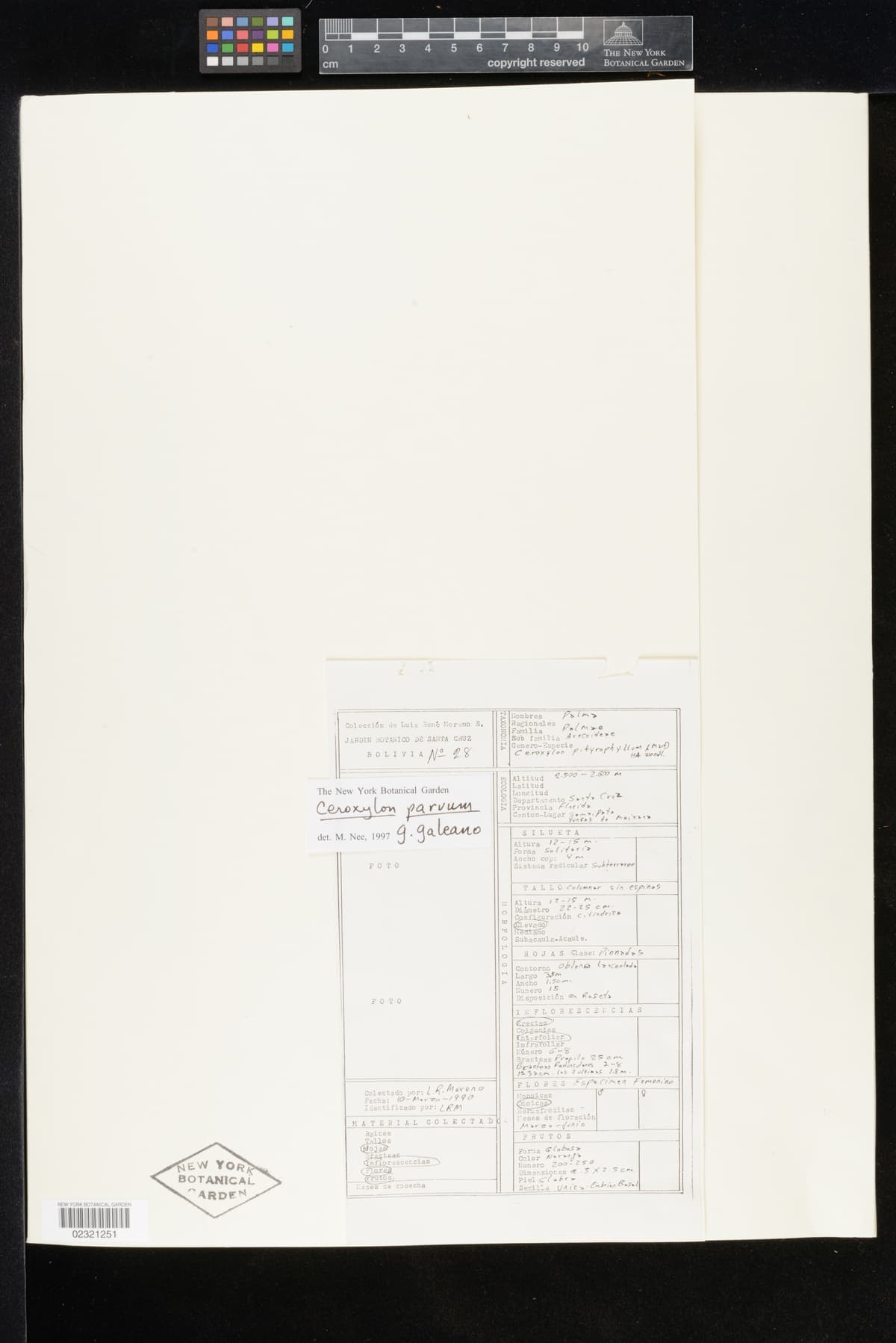 Botanical specimen of Ceroxylon Parvum.