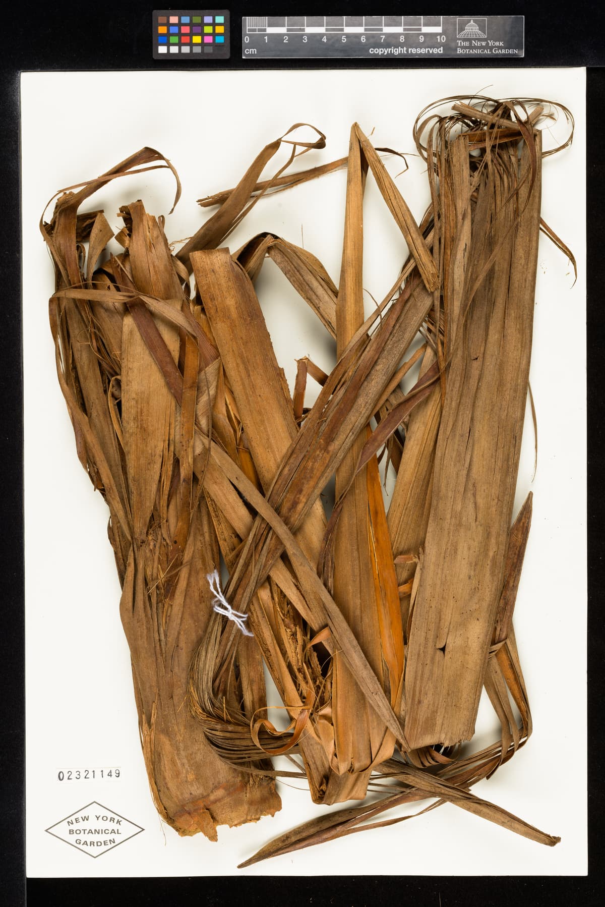 Botanical specimen of Ceroxylon Parvum.