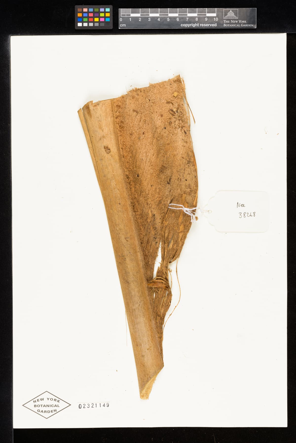 Botanical specimen of Ceroxylon Parvum.