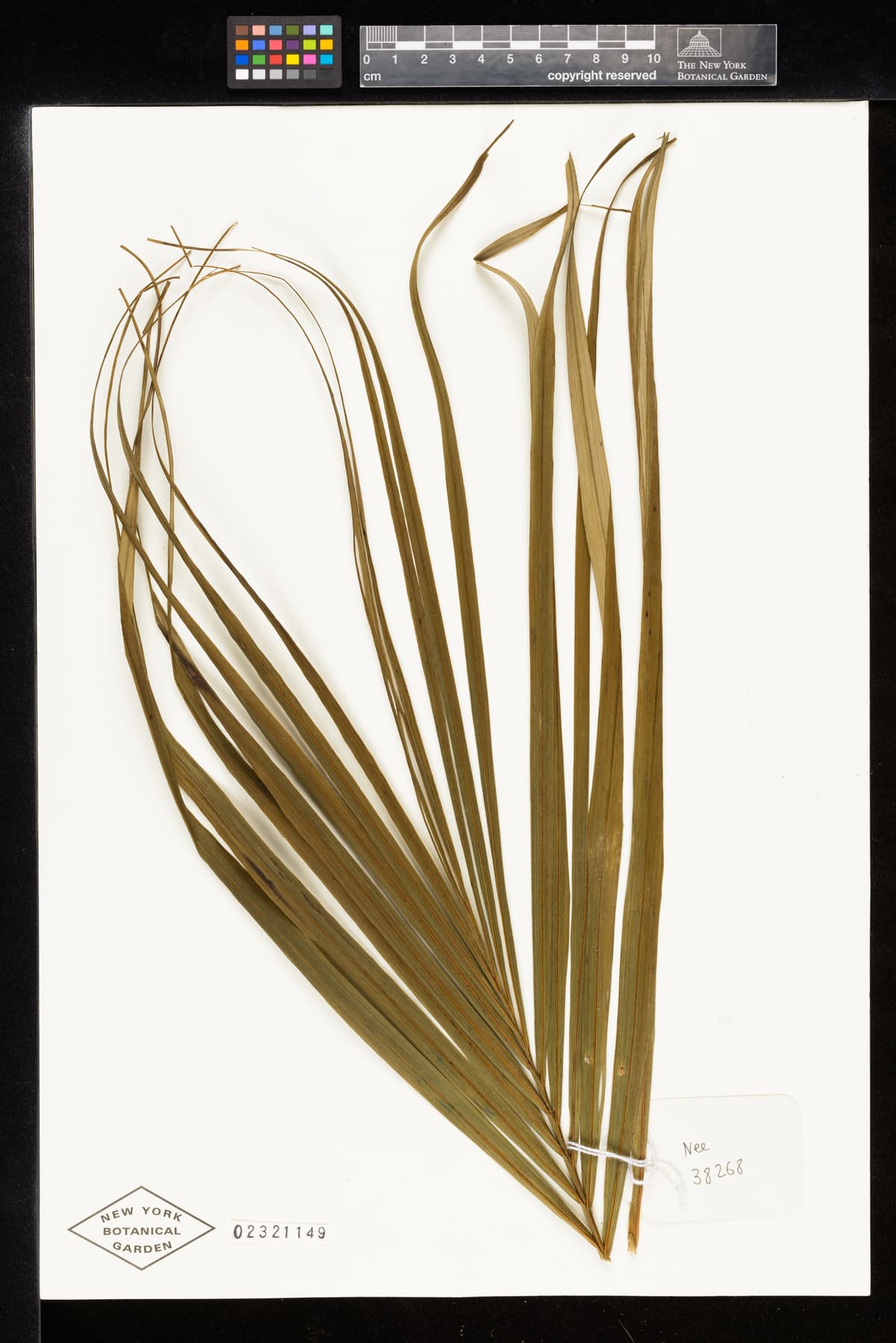 Botanical specimen of Ceroxylon Parvum.