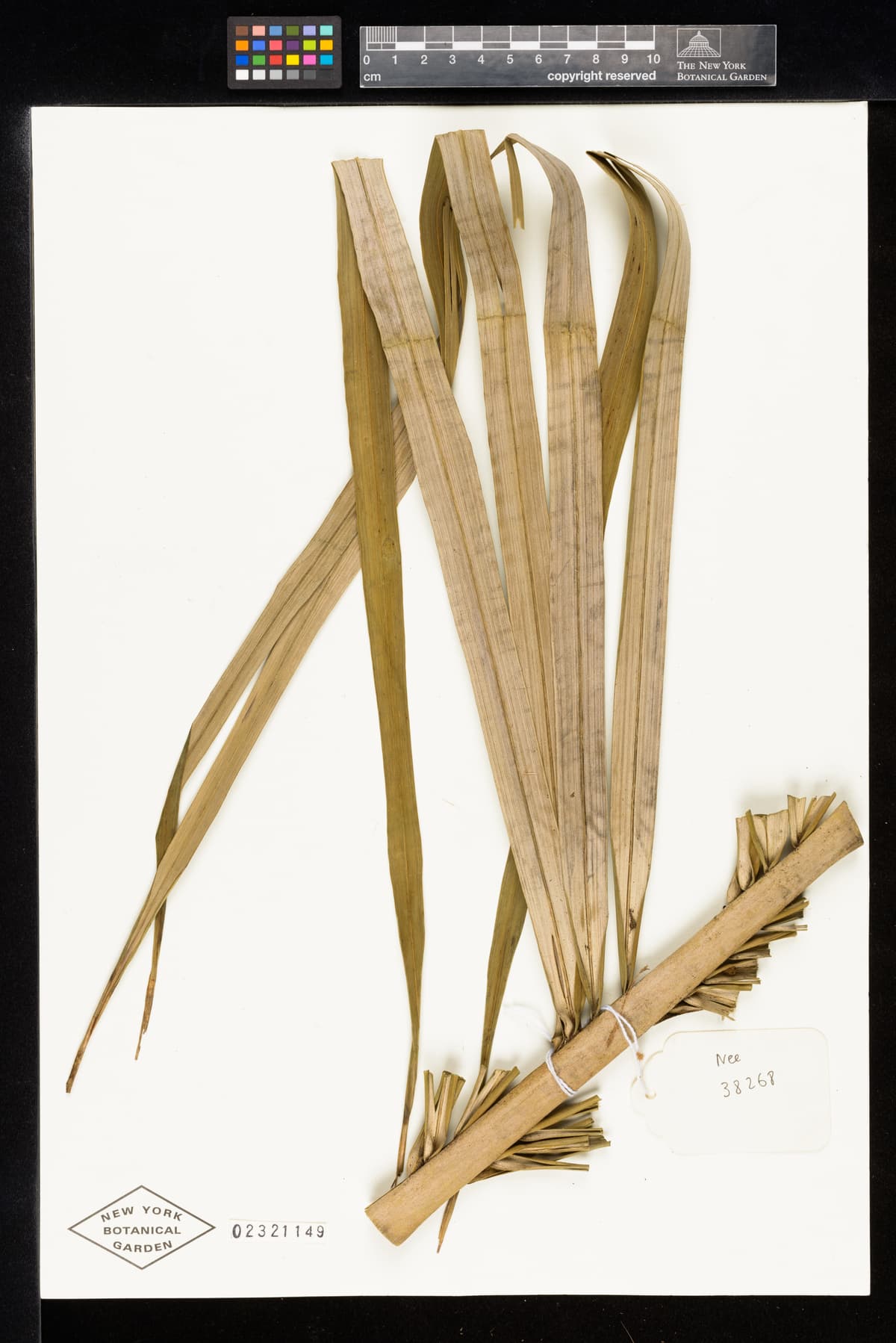 Botanical specimen of Ceroxylon Parvum.