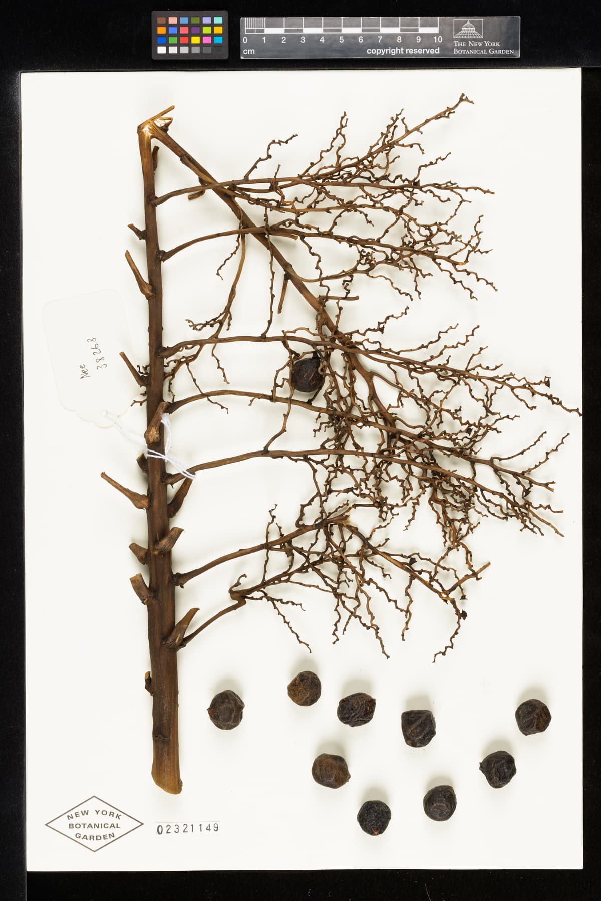 Botanical specimen of Ceroxylon Parvum.