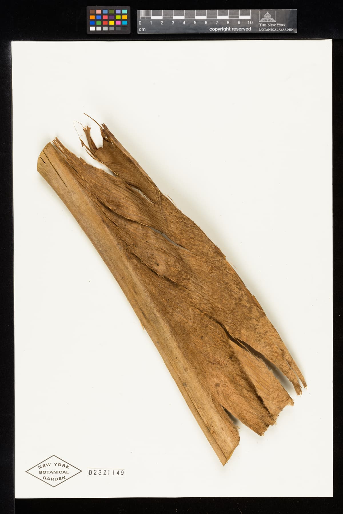 Botanical specimen of Ceroxylon Parvum.