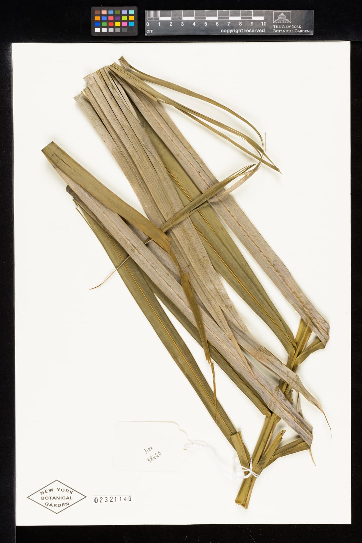 Botanical specimen of Ceroxylon Parvum.