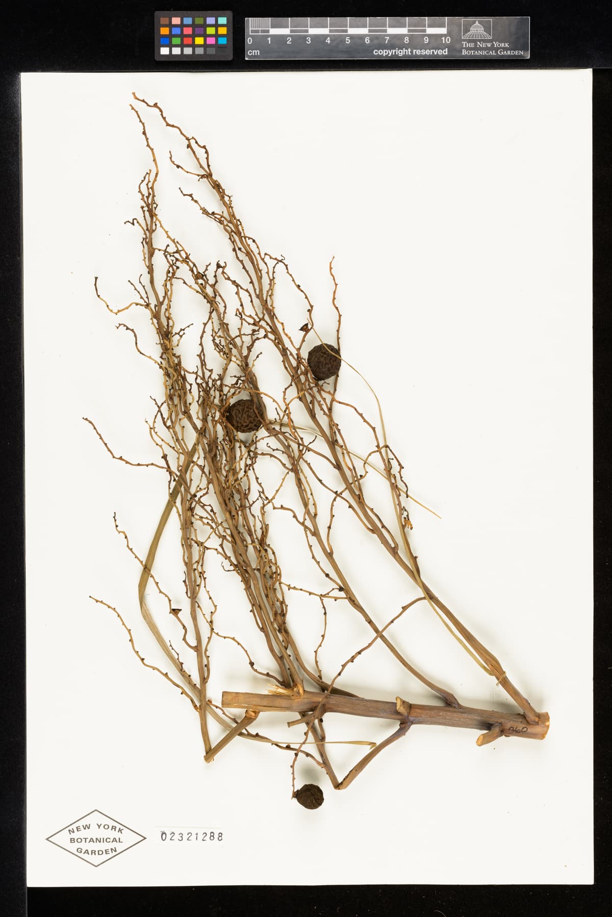 Botanical specimen of Ceroxylon Parvum.