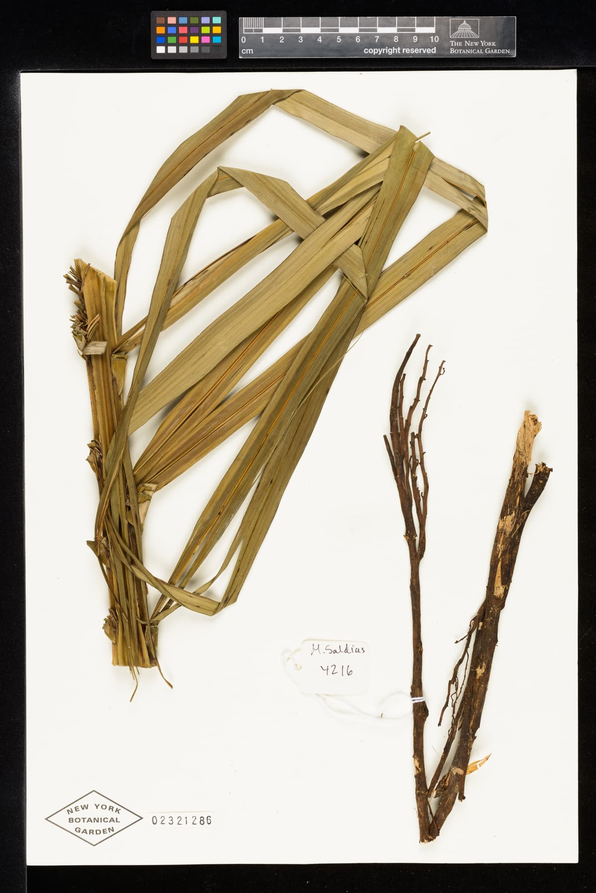 Botanical specimen of Ceroxylon Parvum.
