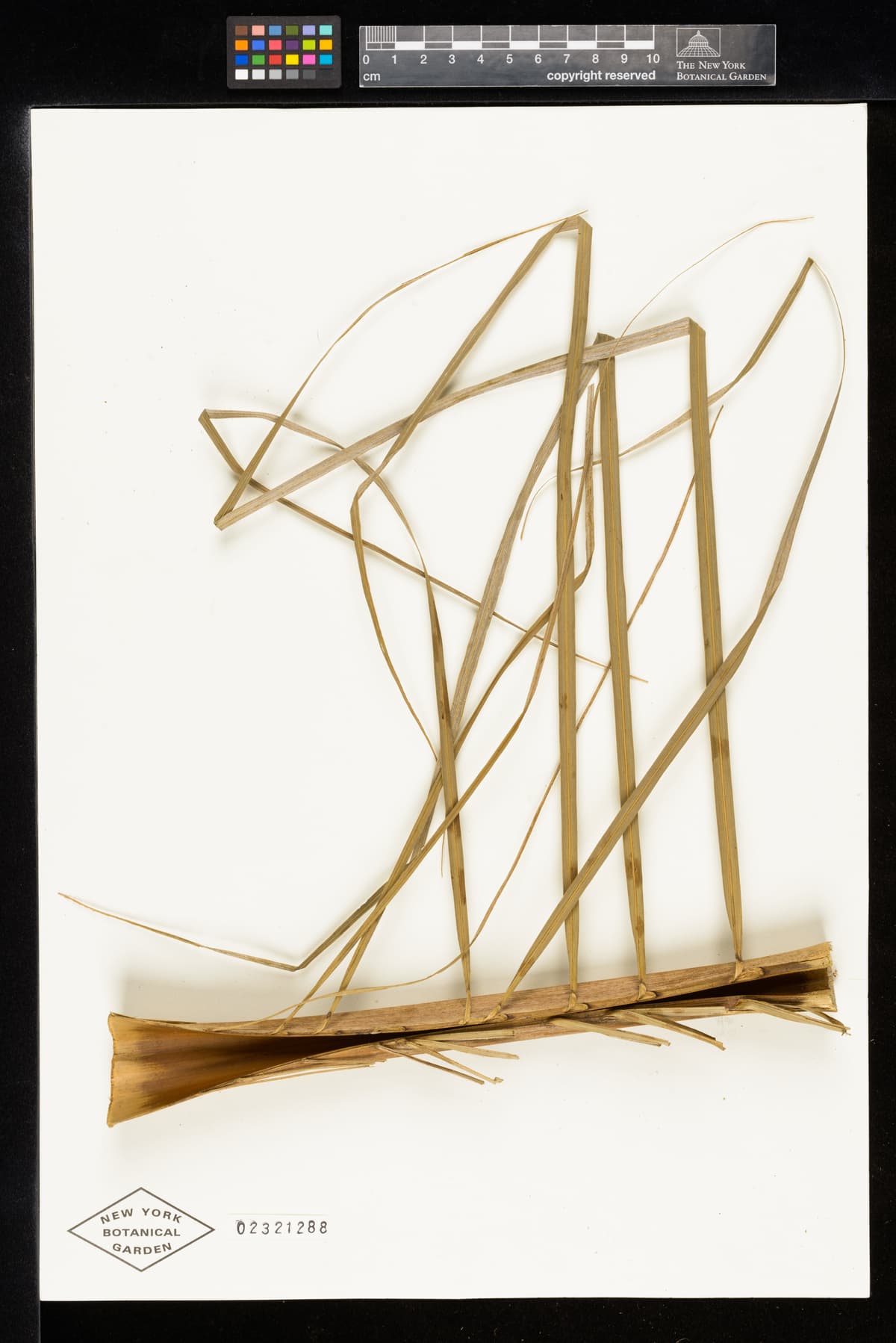 Botanical specimen of Ceroxylon Parvum.