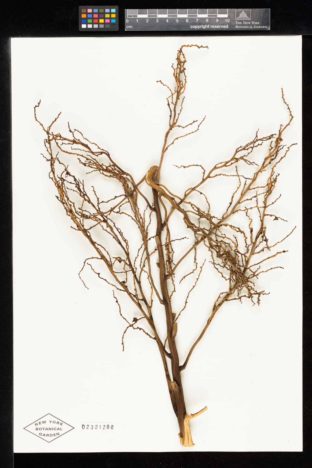 Botanical specimen of Ceroxylon Parvum.