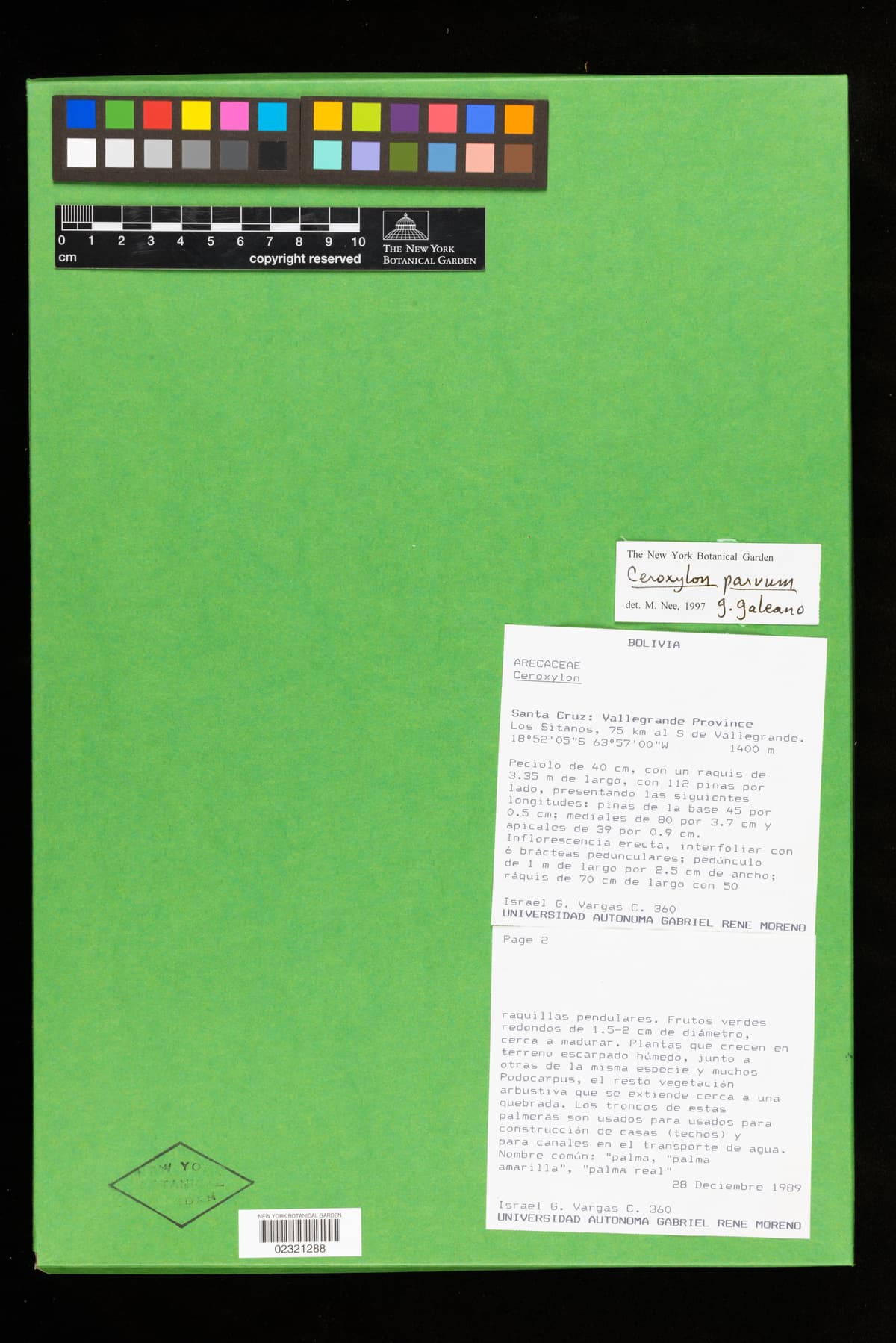 Botanical specimen of Ceroxylon Parvum.