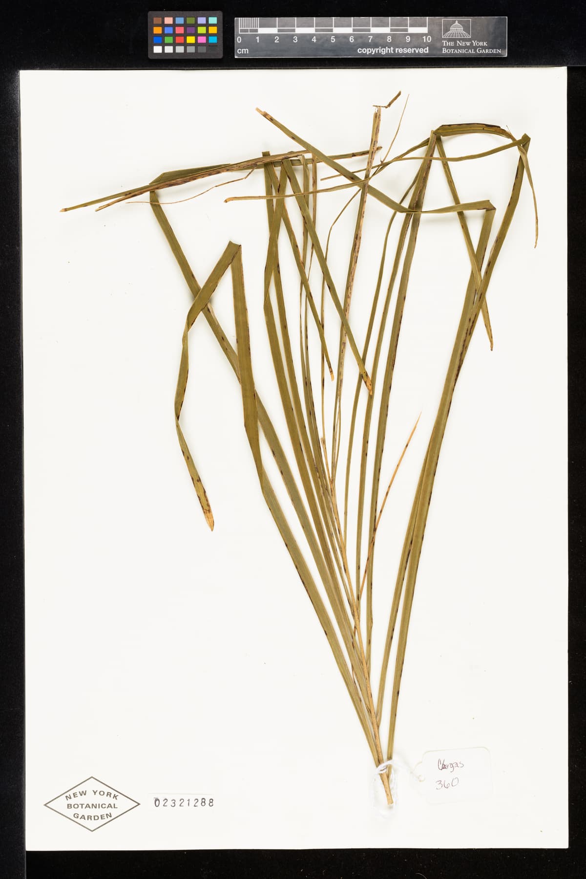Botanical specimen of Ceroxylon Parvum.