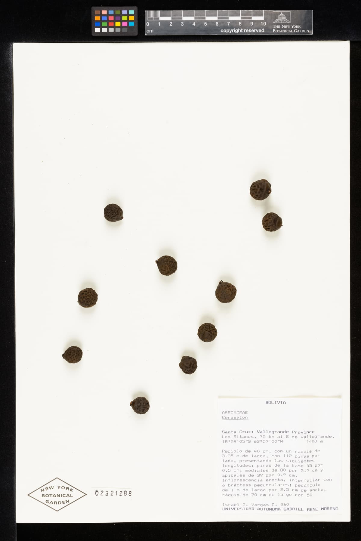 Botanical specimen of Ceroxylon Parvum.