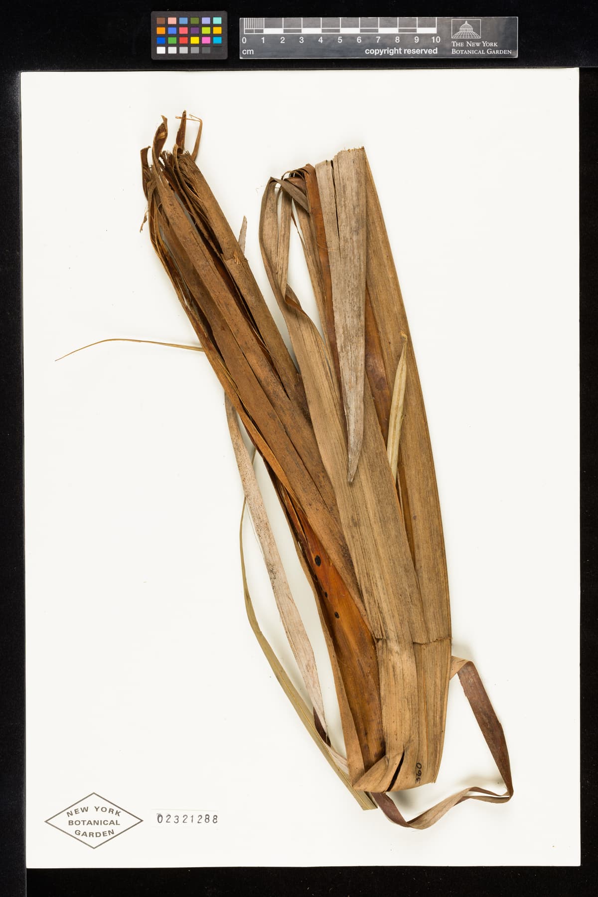 Botanical specimen of Ceroxylon Parvum.