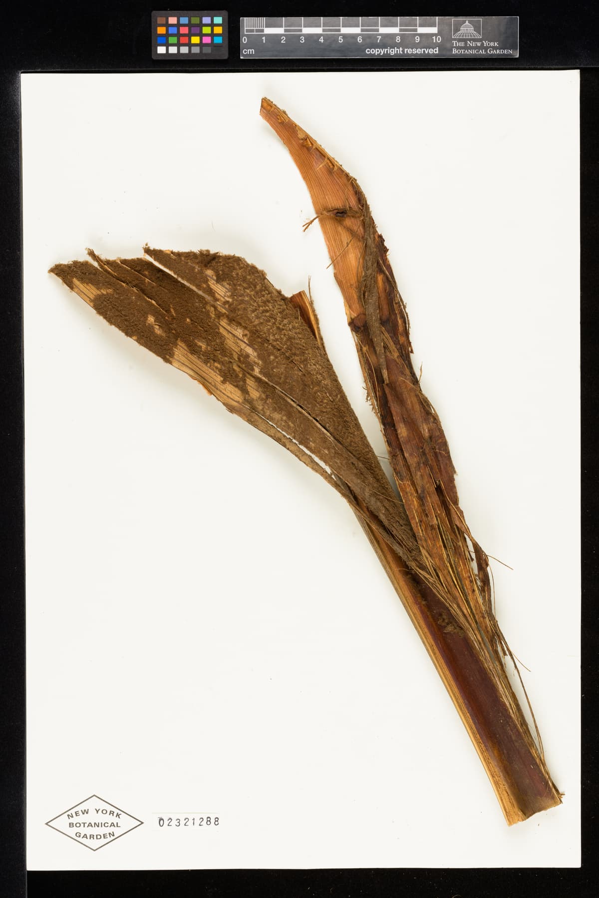 Botanical specimen of Ceroxylon Parvum.