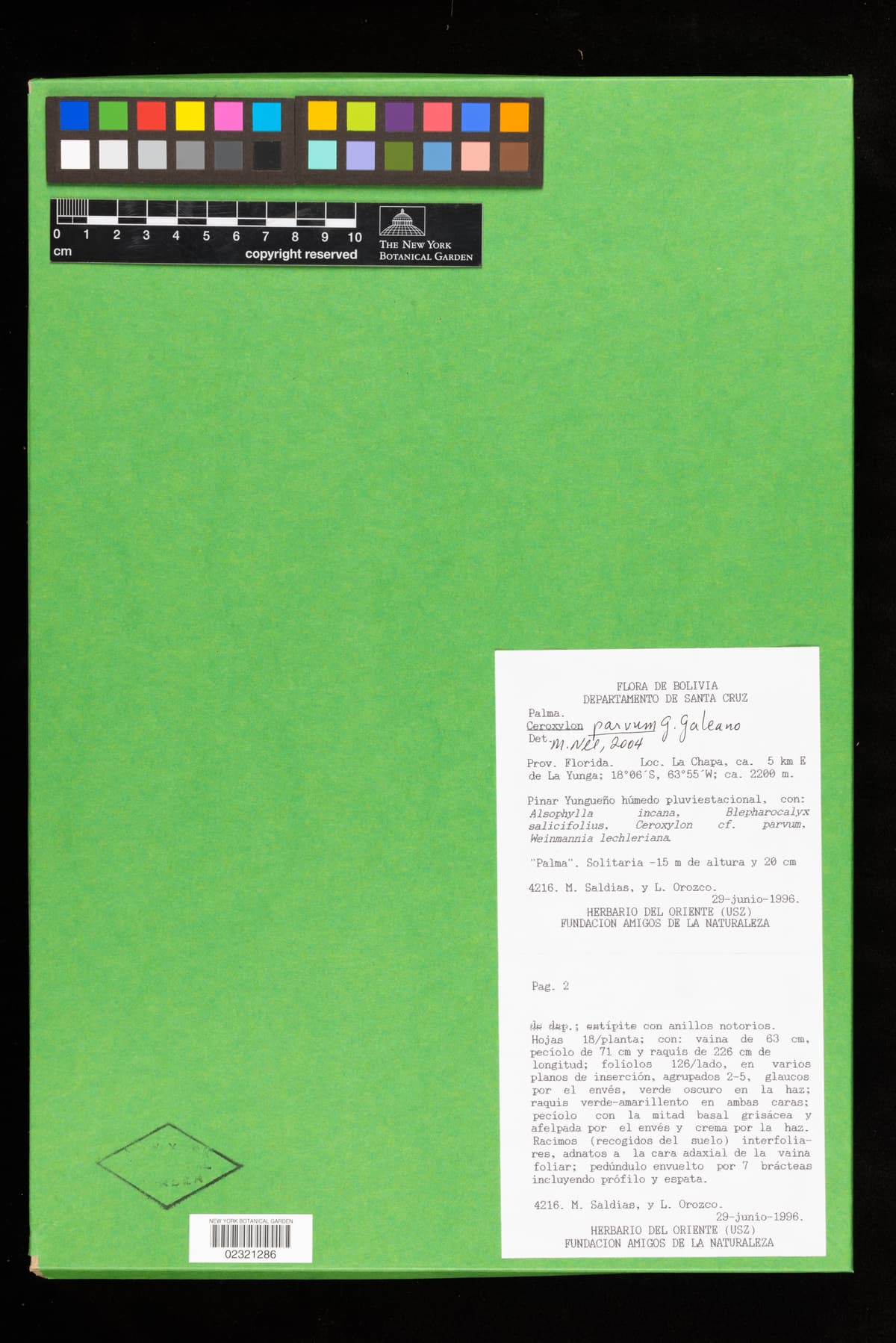 Botanical specimen of Ceroxylon Parvum.