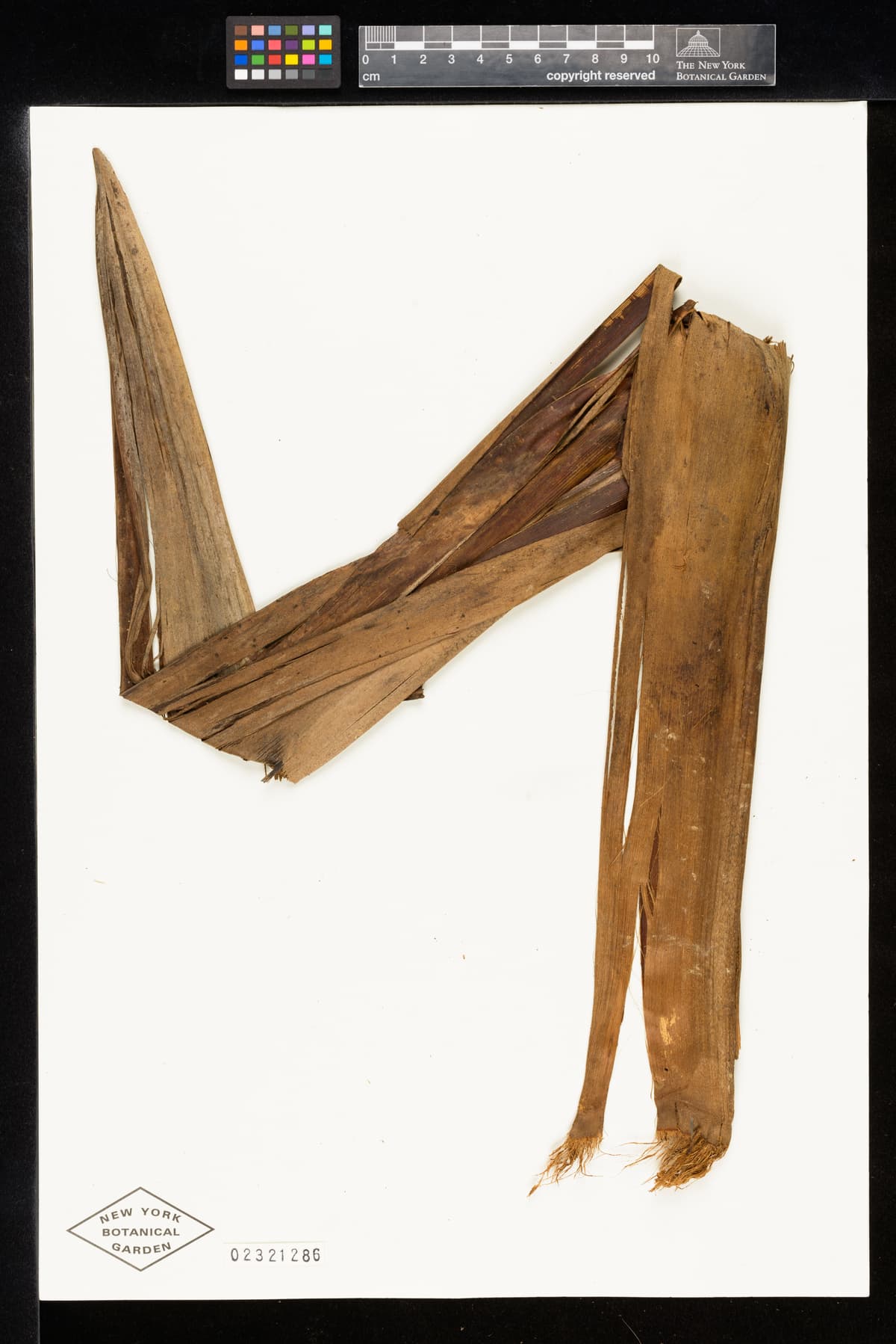 Botanical specimen of Ceroxylon Parvum.