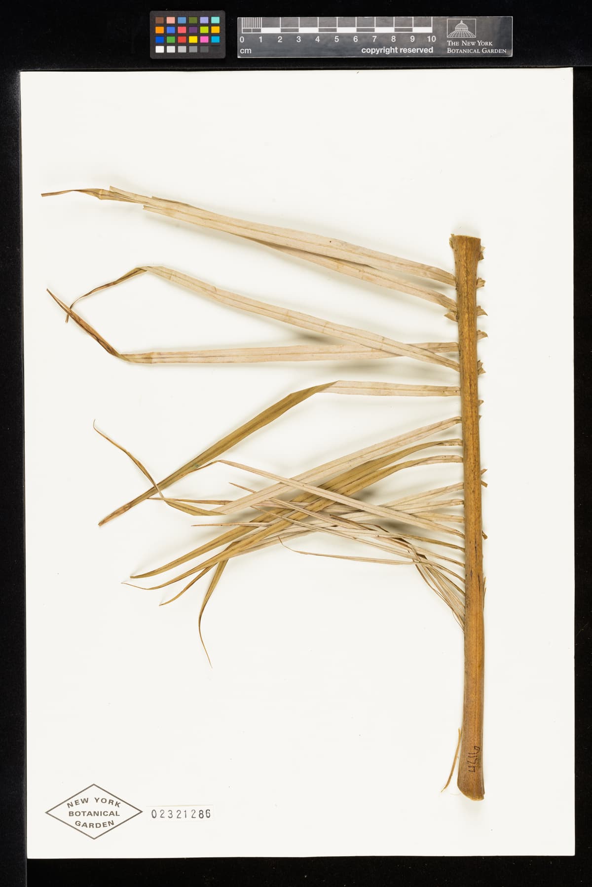 Botanical specimen of Ceroxylon Parvum.
