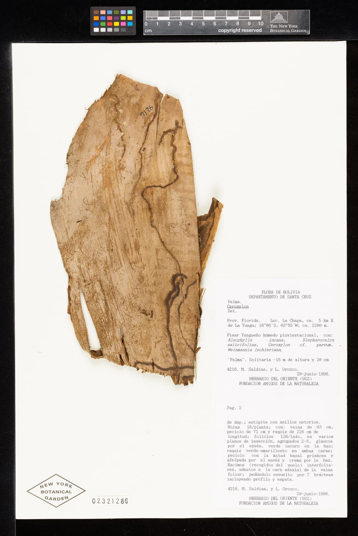 Botanical specimen of Ceroxylon Parvum.