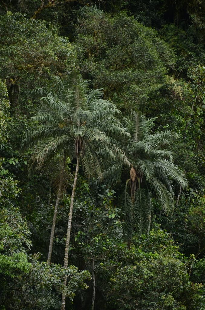 Botanical specimen of Ceroxylon Peruvianum.