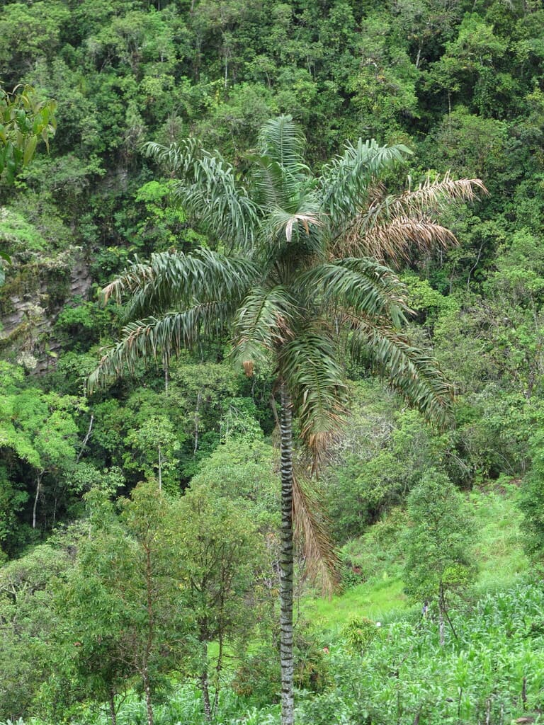 Botanical specimen of Ceroxylon Peruvianum.