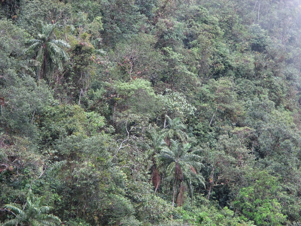 Botanical specimen of Ceroxylon Peruvianum.