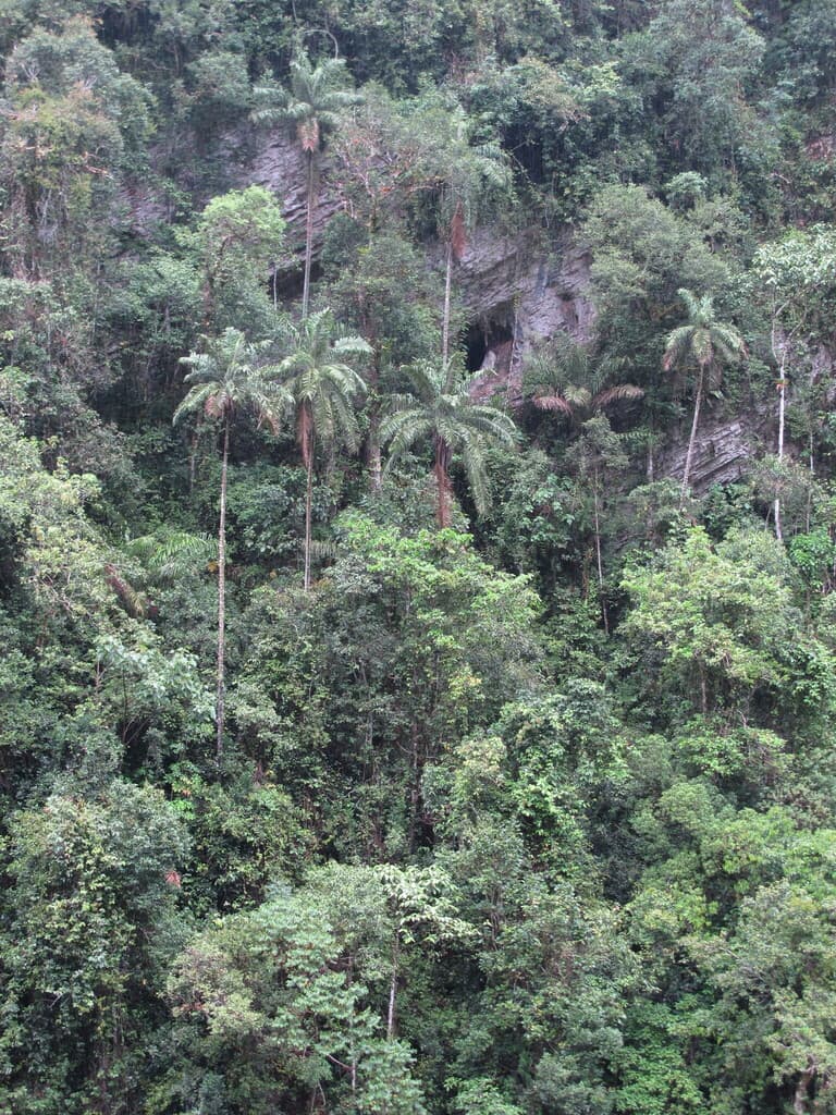 Botanical specimen of Ceroxylon Peruvianum.