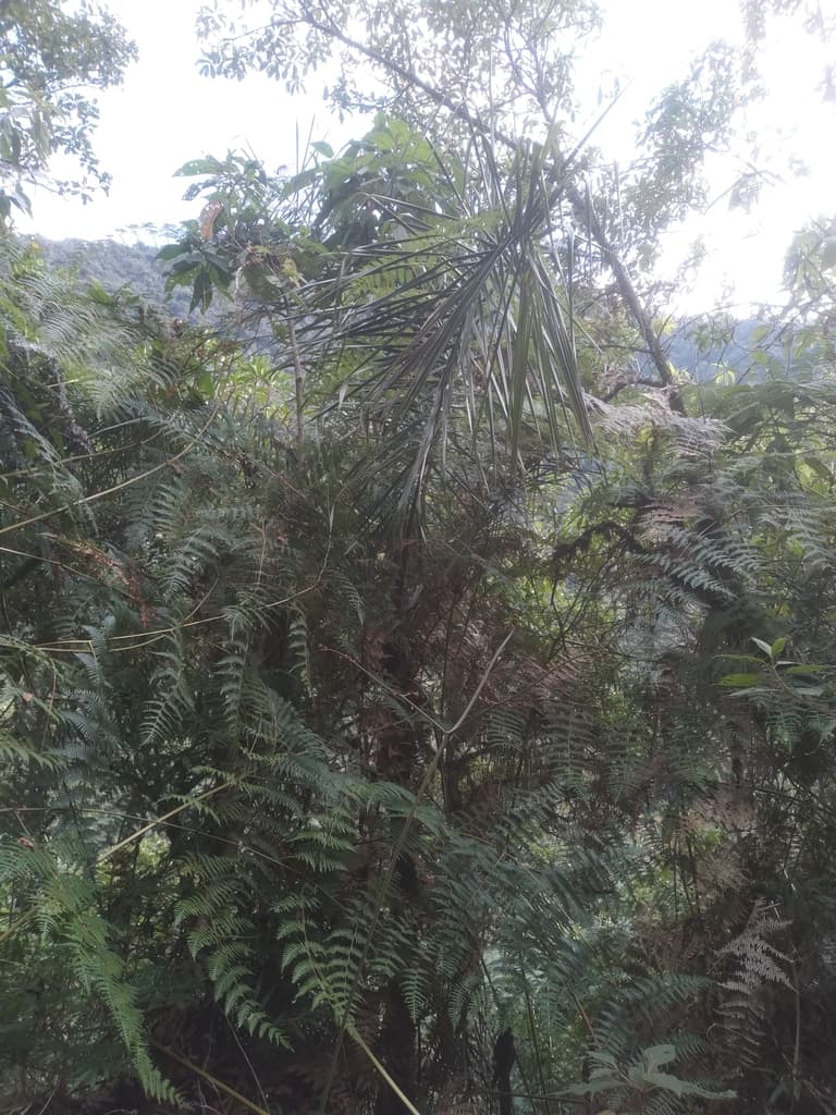 Botanical specimen of Ceroxylon Pityrophyllum.