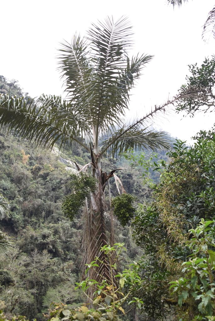 Botanical specimen of Ceroxylon Pityrophyllum.