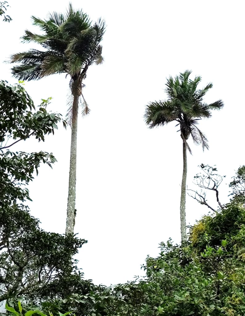 Botanical specimen of Ceroxylon Pityrophyllum.