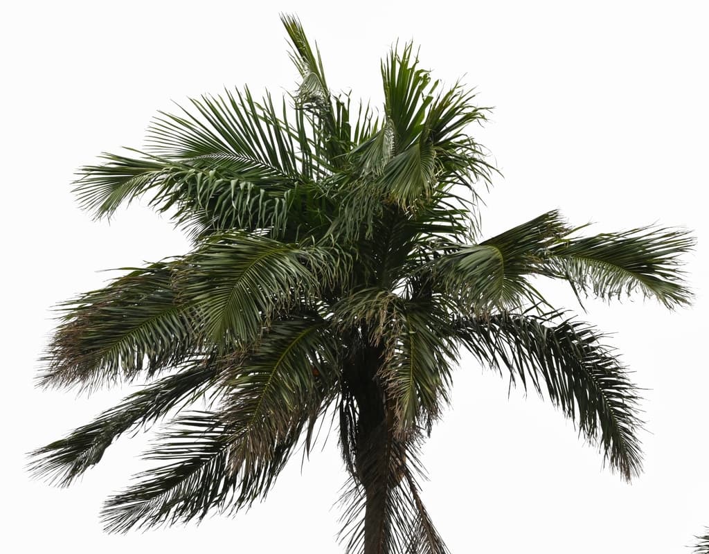 Botanical specimen of Ceroxylon Pityrophyllum.