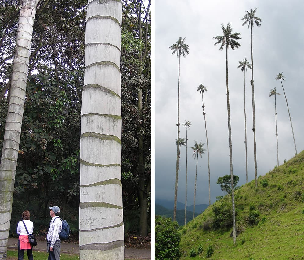 Botanical specimen of Ceroxylon Quindiuense.
