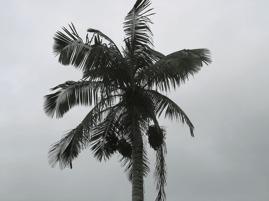 Botanical specimen of Ceroxylon Quindiuense.