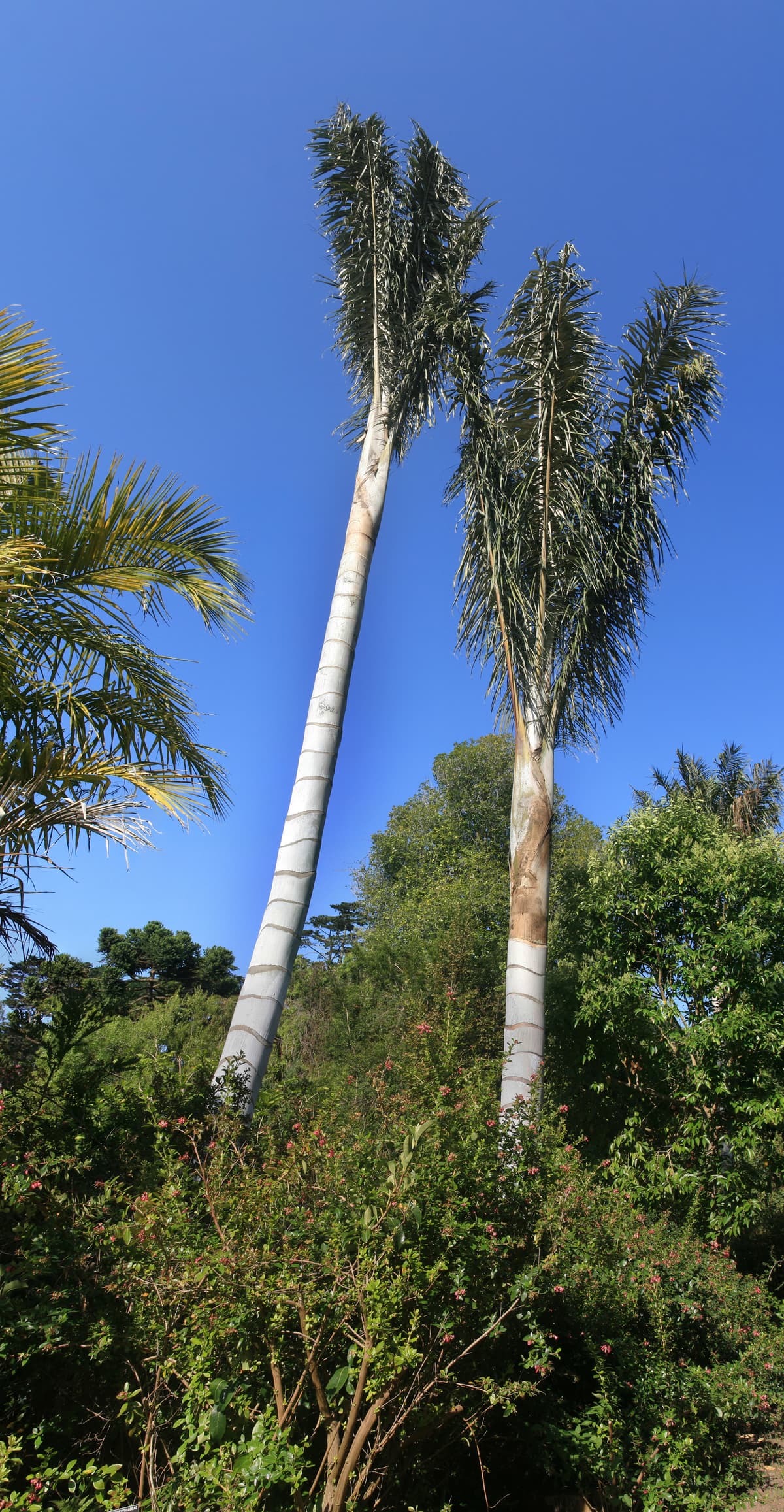 Botanical specimen of Ceroxylon Quindiuense.