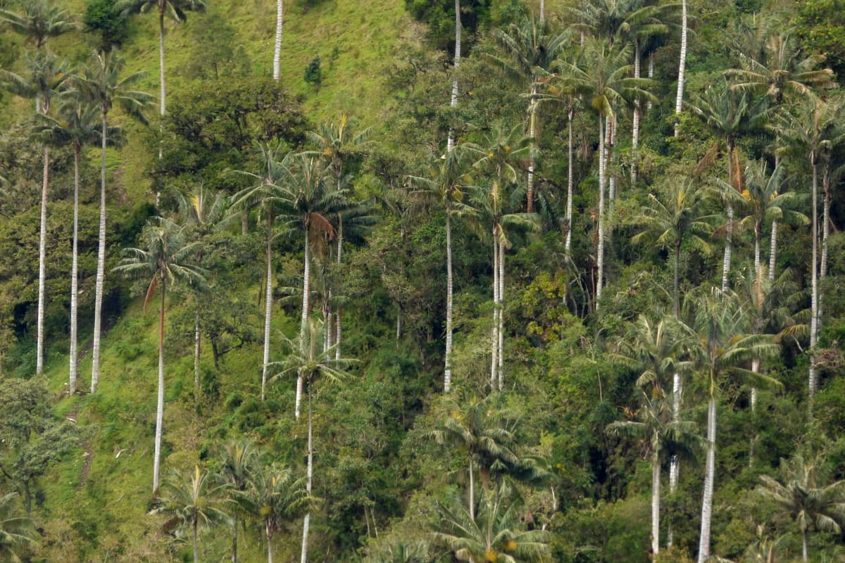 Botanical specimen of Ceroxylon Quindiuense.