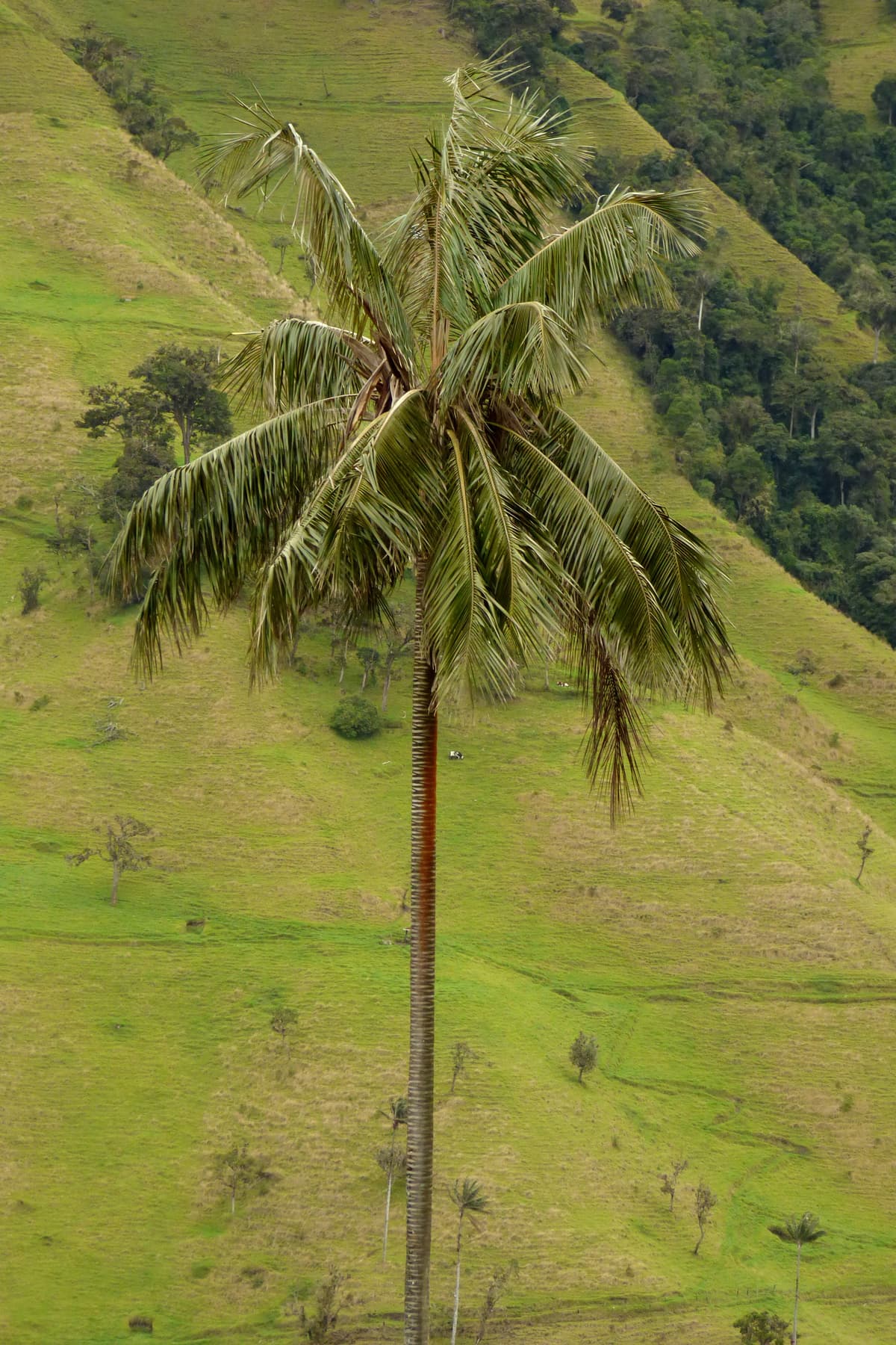 Botanical specimen of Ceroxylon Quindiuense.