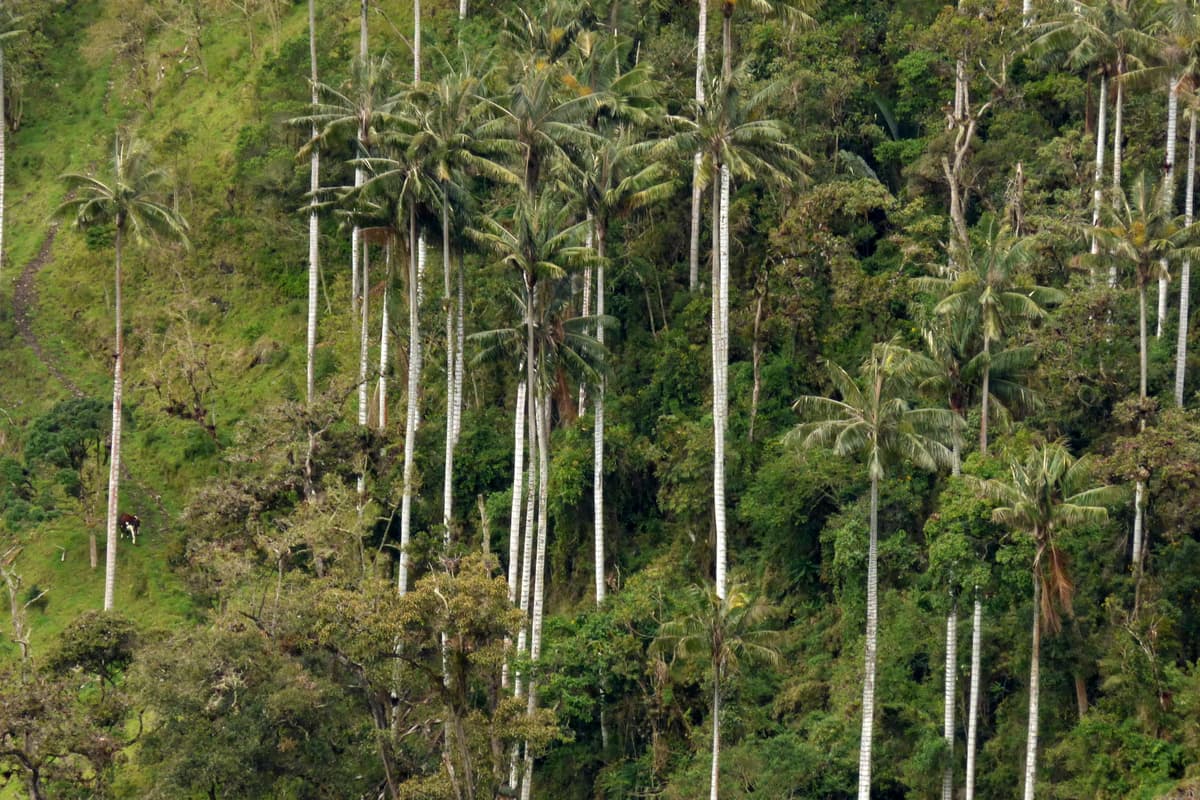 Botanical specimen of Ceroxylon Quindiuense.