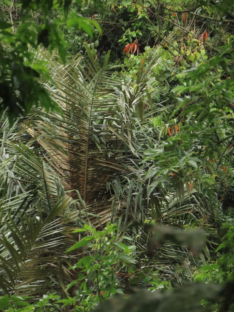 Botanical specimen of Ceroxylon Sasaimae.