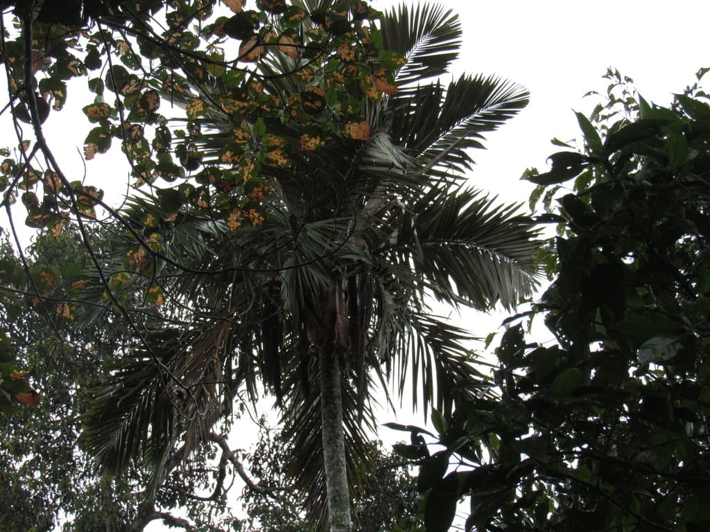 Botanical specimen of Ceroxylon Sasaimae.