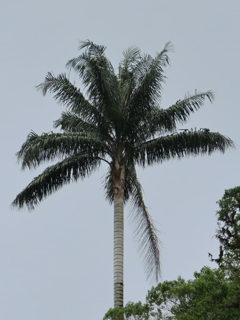 Botanical specimen of Ceroxylon Ventricosum.